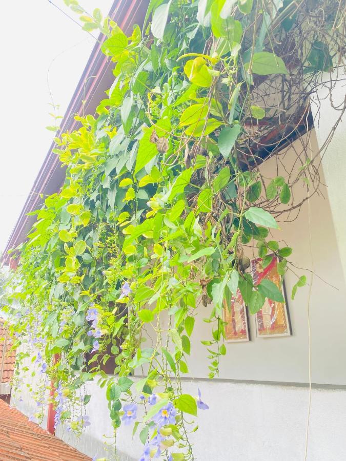 米瑞莎 Coconut Reach酒店 外观 照片